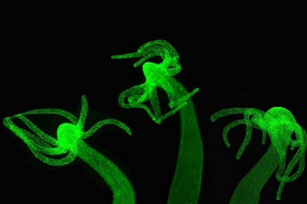 Kraken kraken link24 info
