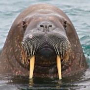 Кракен сайт регистрация